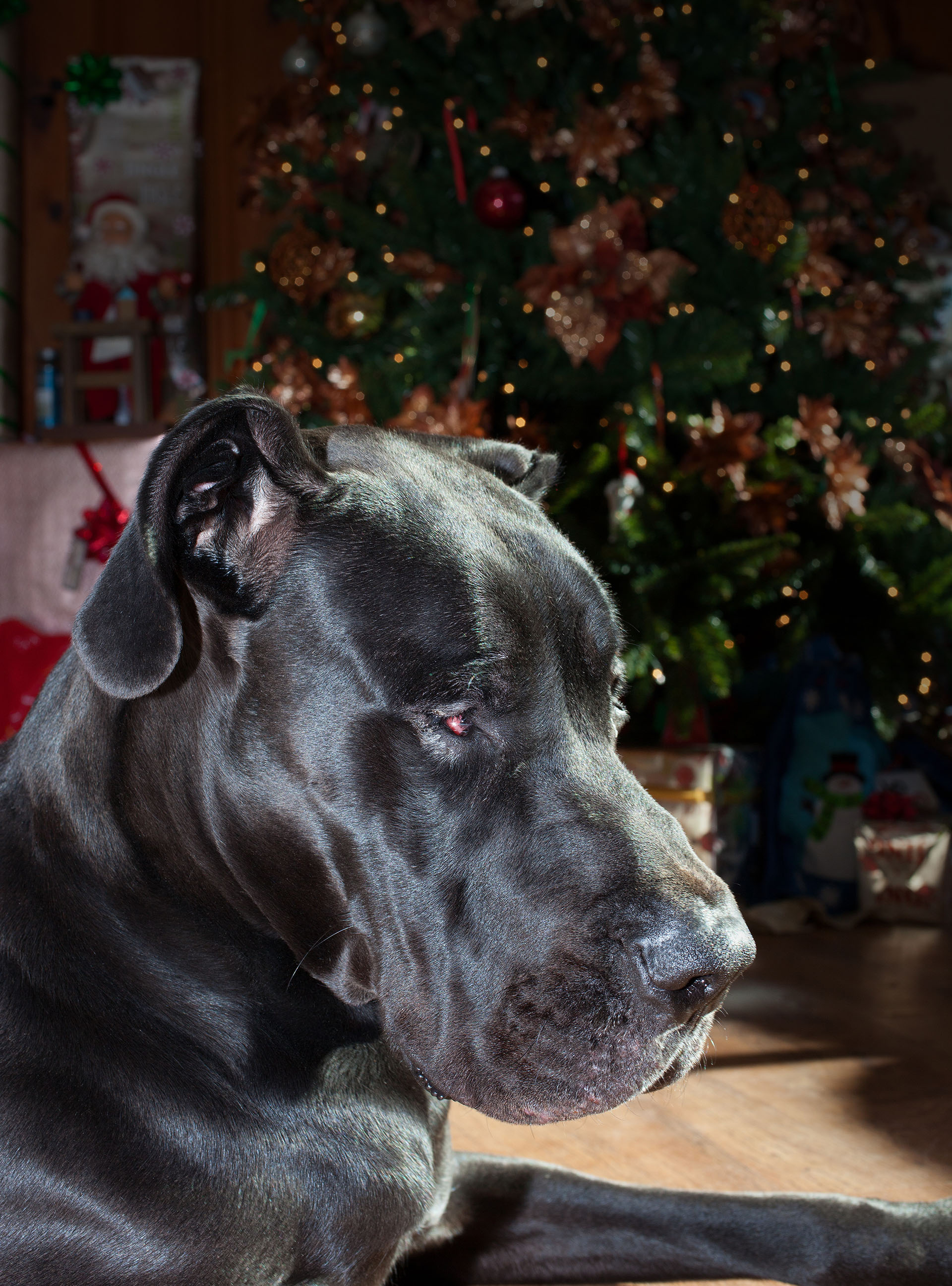 Maverick Danes, Guy J. Sagi, Guy Sagi, Great Dane, Fear and Loading, Fear & Loading, Great Dane Christmas,